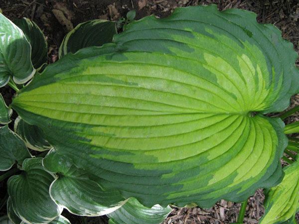 Hosta 'Emerald Ruff Cut'