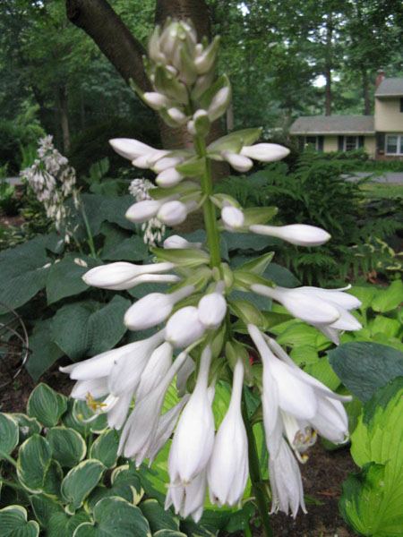 Hosta 'Emerald Ruff Cut'