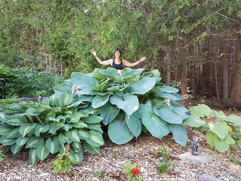 Hosta 'Empress Wu'