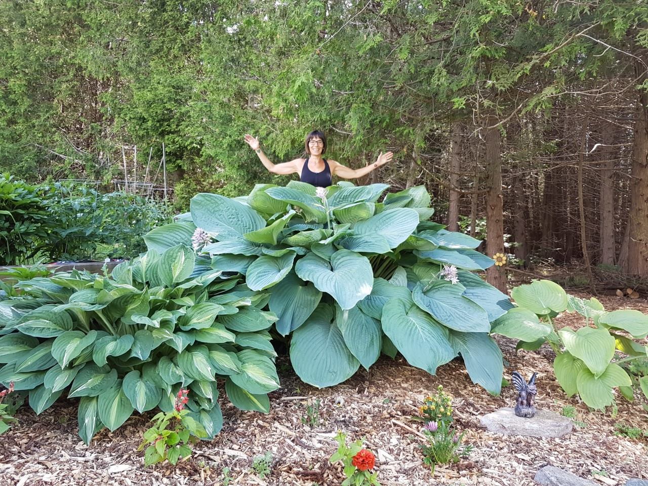 Hosta 'Empress Wu'