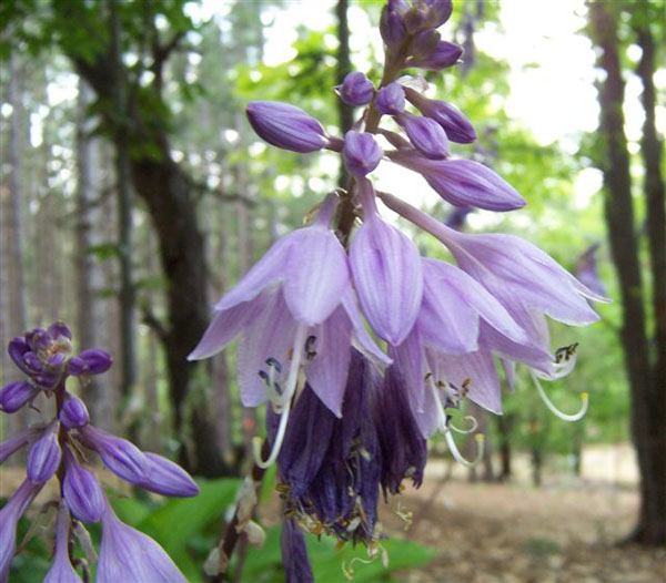 Hosta 'Fire Island'