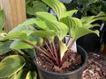 Hosta 'Fire Island'
