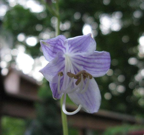 Hosta 'First Mate'