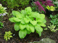 Hosta 'Fried Bananas'