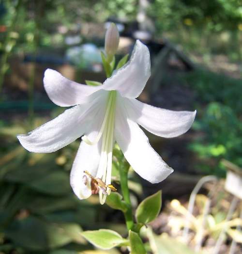 Hosta 'Ginsu Knife'
