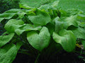 Hosta 'Golden Sculpture'