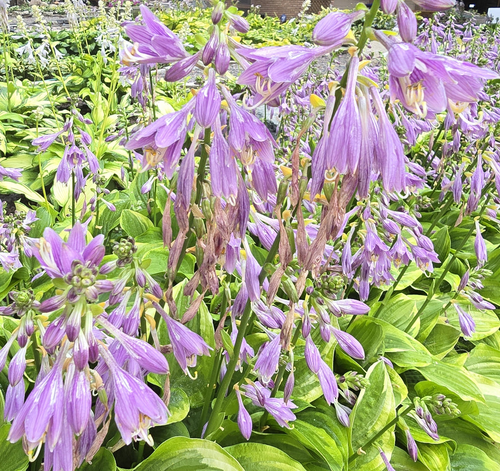 Hosta 'Golden Tiara'