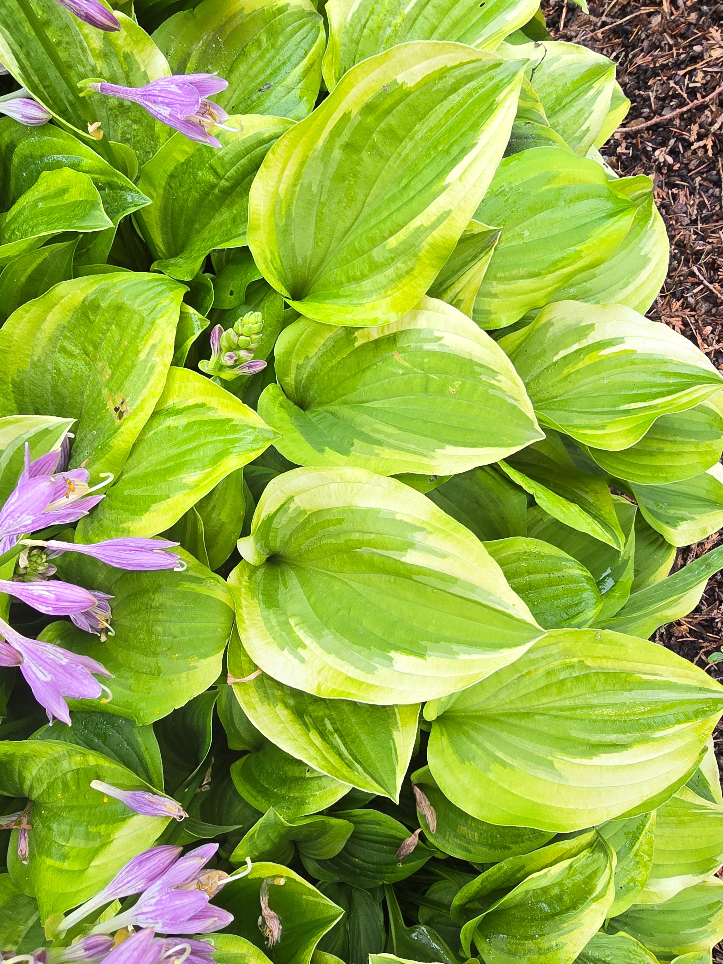 Hosta 'Templar Gold'