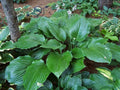 Hosta 'Green Sheen'