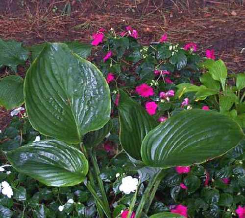 Hosta 'Green Sheen'