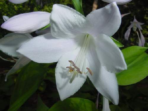 Hosta 'Guacamole'
