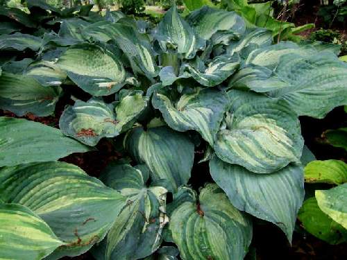 Hosta 'Guardian Angel'