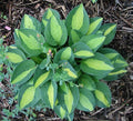 Hosta 'Gypsy Rose'