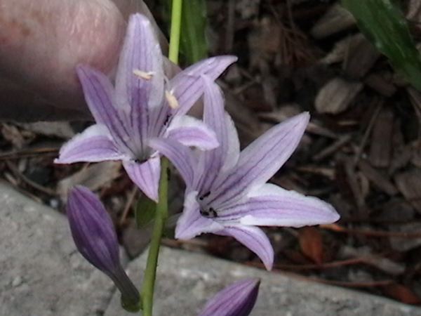 Hosta 'Hacksaw'