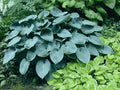 Hosta 'Halcyon'