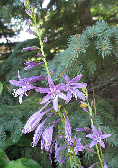 Hosta 'Harpoon'