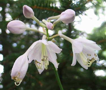 Hosta 'Heartsong'