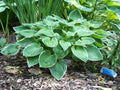 Hosta 'Heartsong'