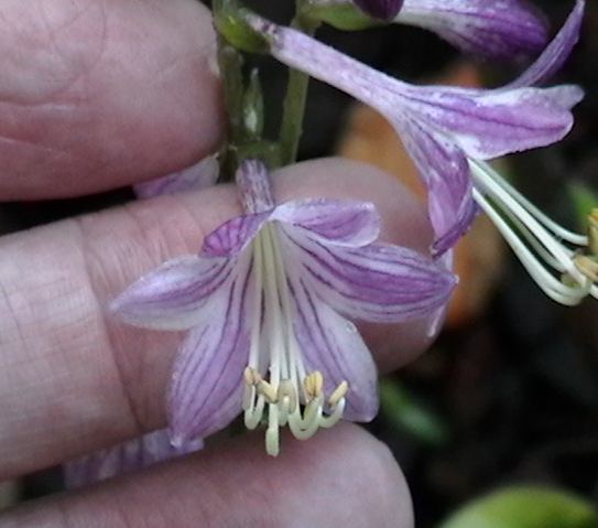 Hosta 'Hope'