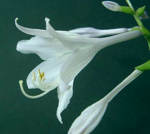 Hosta 'Invincible'