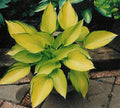Hosta 'June Fever'