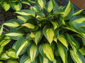 Hosta 'June Spirit'