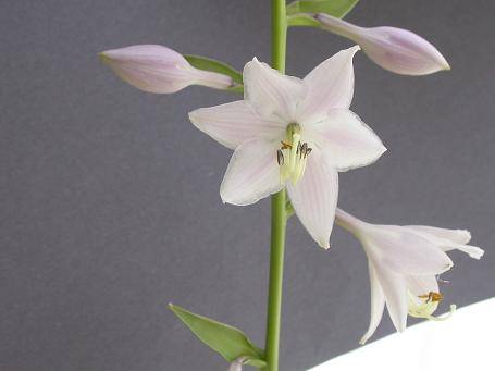 Hosta 'Katie Q'