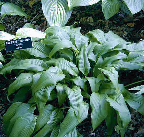Hosta 'kikutii var. yakusimensis'