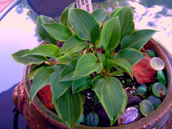 Hosta 'Kinbotan'