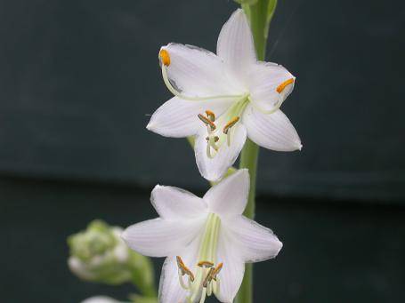 Hosta 'King Tut'