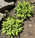 Hosta 'Lemon Lime'