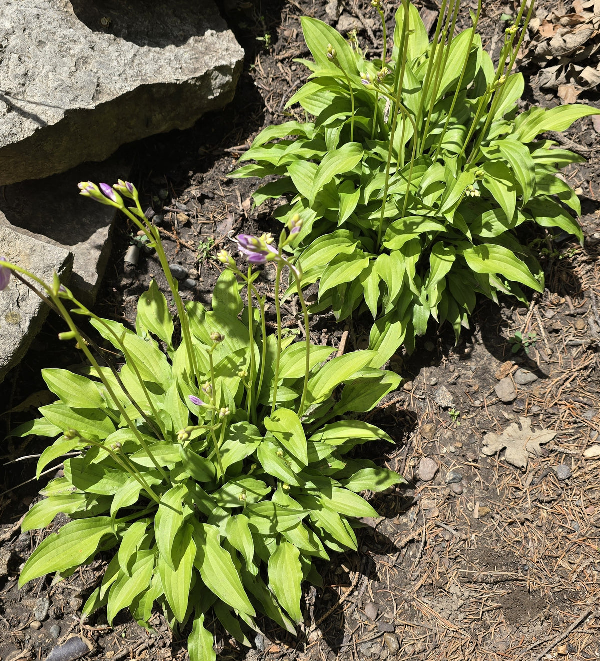 Hosta 'Lemon Lime'