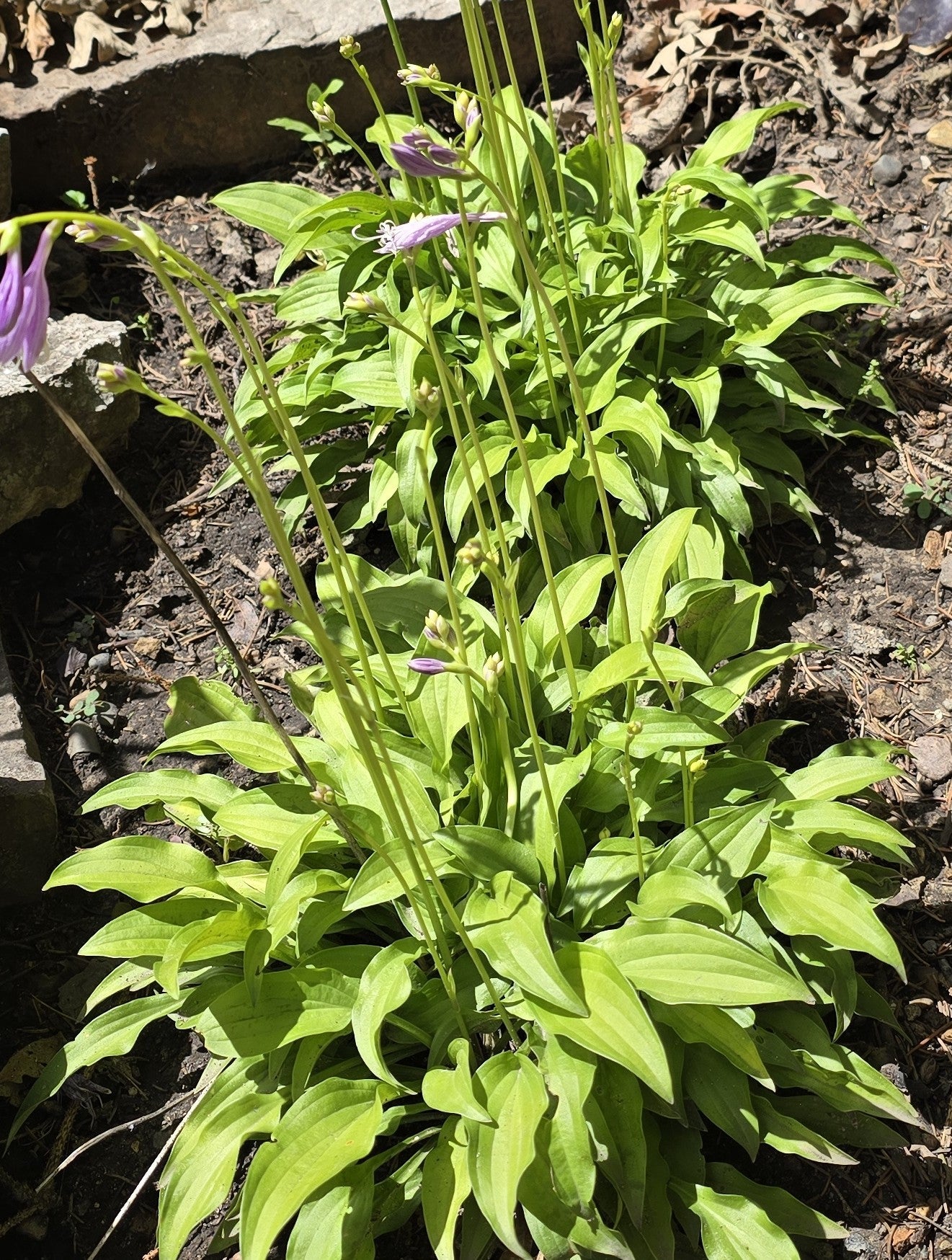 Hosta 'Lemon Lime'