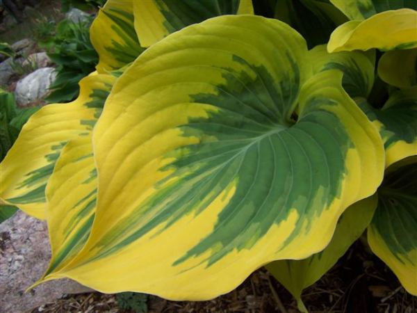 Hosta 'Liberty'