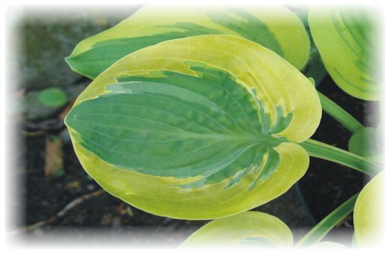Hosta 'Li'l Abner'
