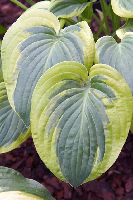 Hosta 'Li'l Abner'
