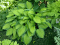Hosta 'Lunar Orbit'