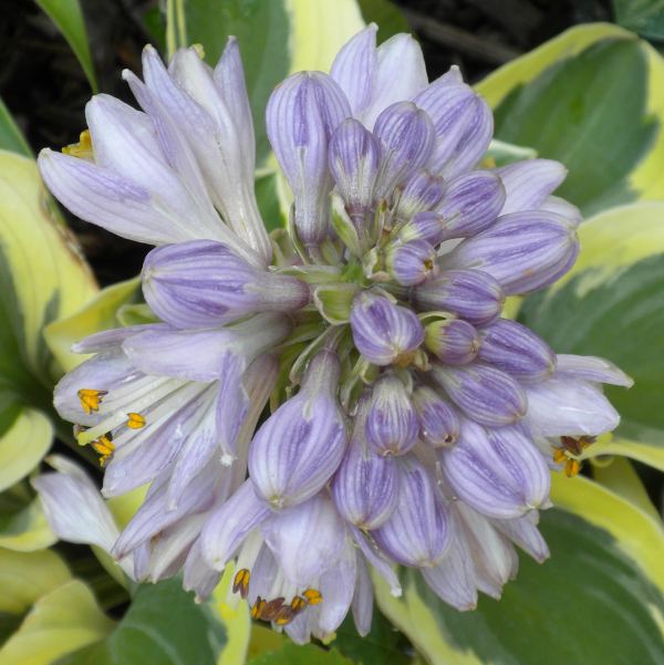 Hosta 'Mighty Mouse'
