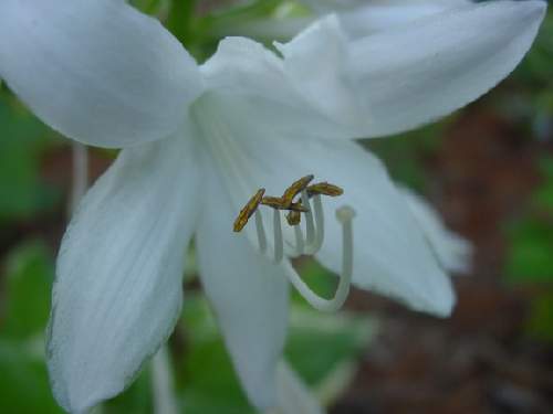 Hosta 'Miss Saigon'