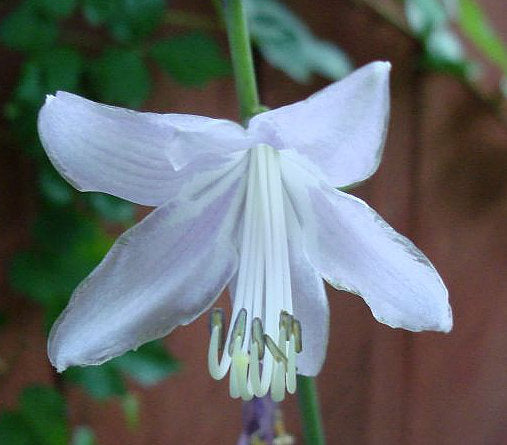 Hosta 'Nightlife'