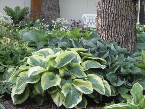Hosta 'Northern Exposure'