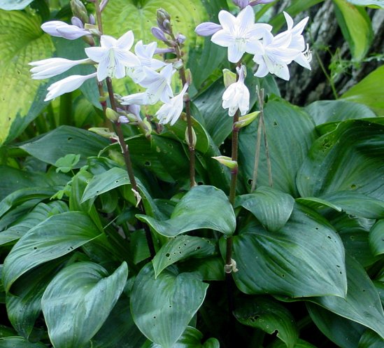 Hosta 'Obsession'