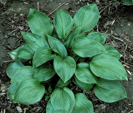 Hosta 'Obsession'