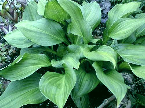 Hosta 'Obsession'
