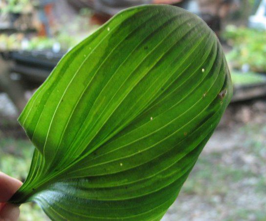 Hosta 'Obsession'