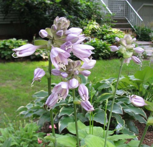 Hosta 'Old Glory'