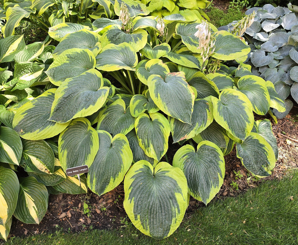 Hosta 'Olive Bailey Langdon'
