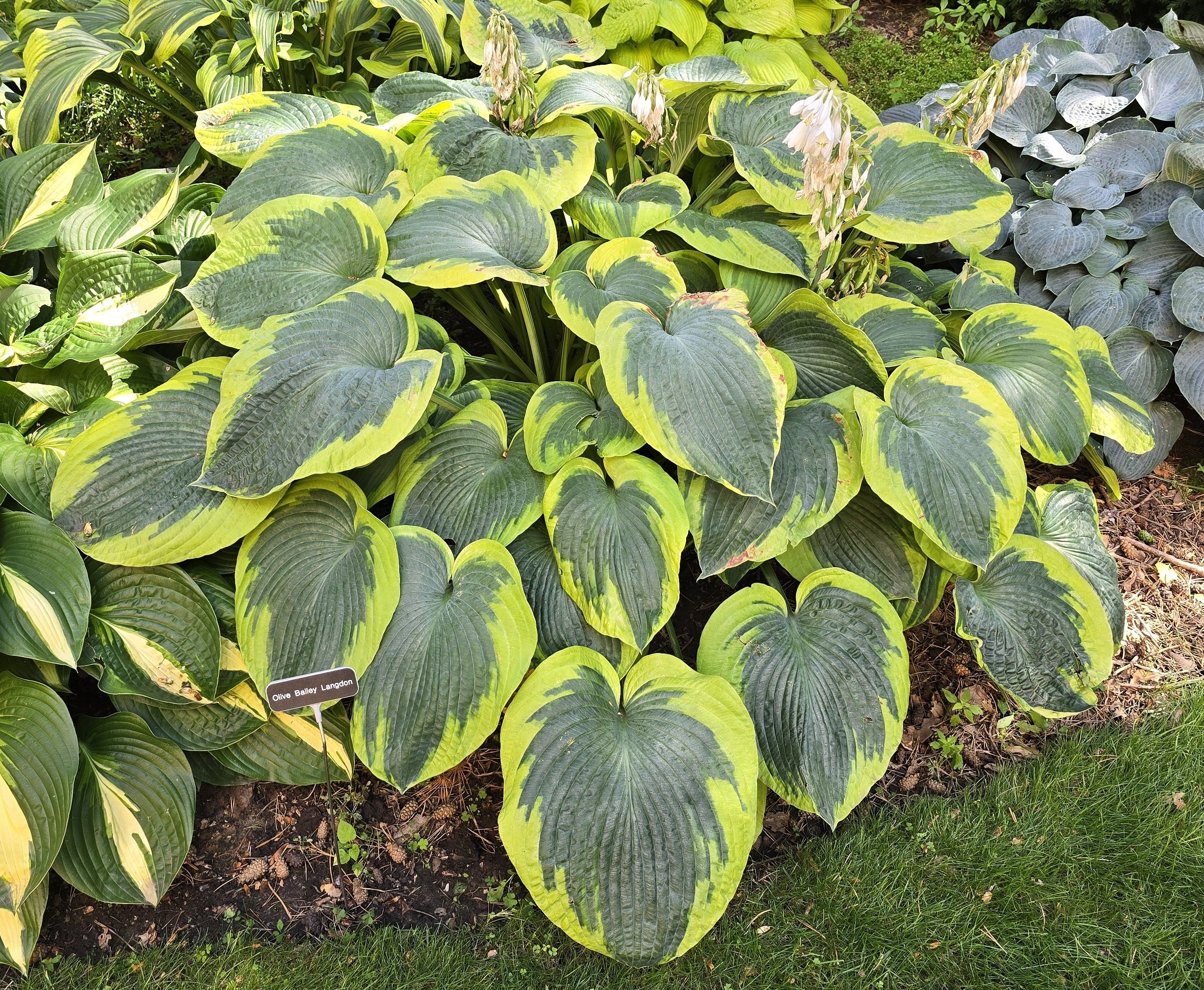 Hosta 'Olive Bailey Langdon'