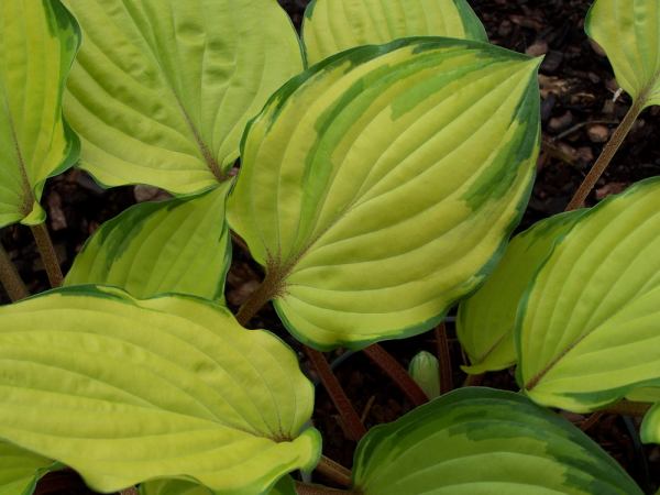 Hosta 'Paradise Island'