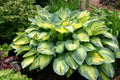Hosta 'Paul's Glory'